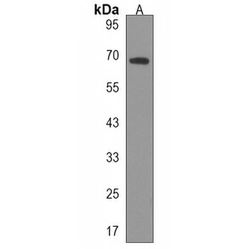 Fibrinogen alpha Rabbit Polyclonal Antibody
