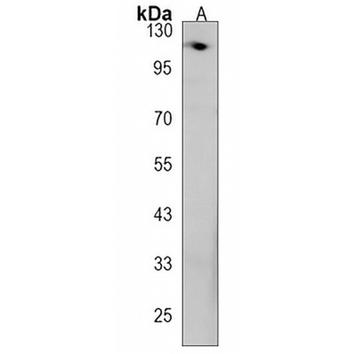 GNAS Rabbit Polyclonal Antibody