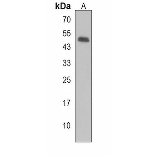 LUC7L Rabbit Polyclonal Antibody