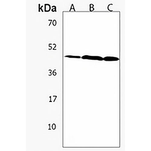 C9orf156 Rabbit Polyclonal Antibody