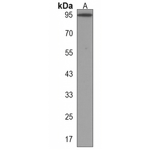 BICC1 Rabbit Polyclonal Antibody