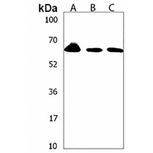 PKC eta Rabbit Polyclonal Antibody