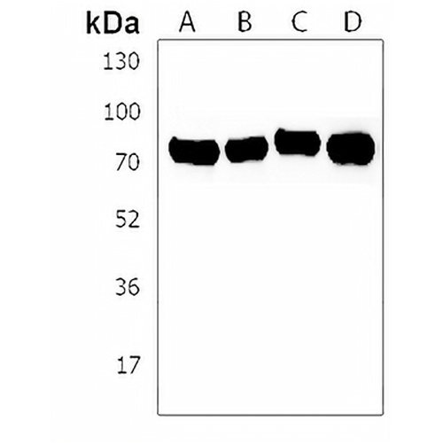 BRDT Rabbit Polyclonal Antibody