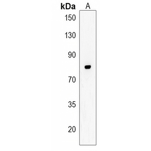 CASC3 Rabbit Polyclonal Antibody
