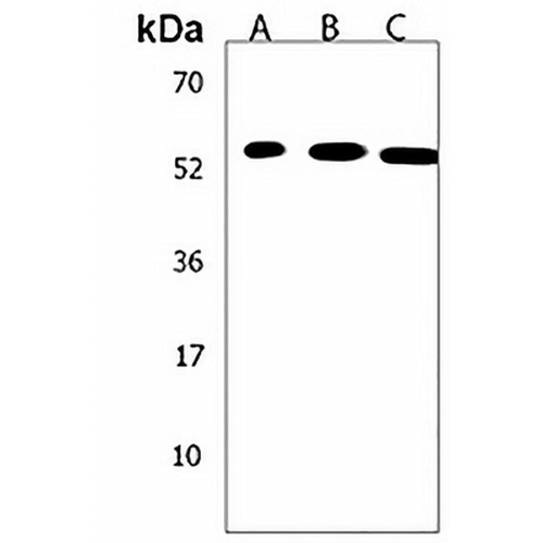 NP1 Rabbit Polyclonal Antibody