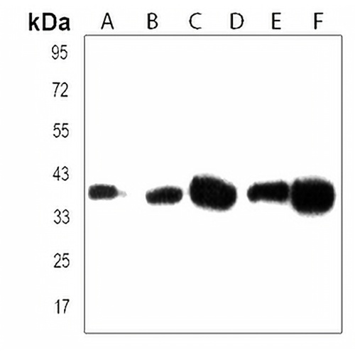 EN1 Rabbit Polyclonal Antibody