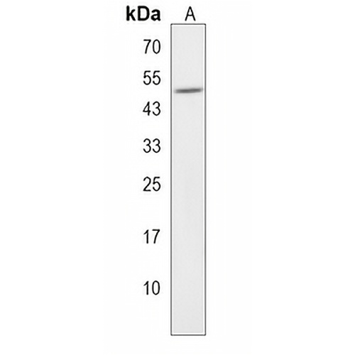 BPIFB2 Rabbit Polyclonal Antibody