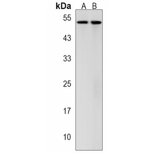 STYK1 Rabbit Polyclonal Antibody