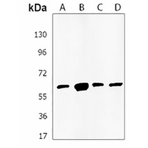 KLF10 Rabbit Polyclonal Antibody