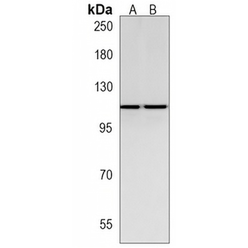 MLK1 Rabbit Polyclonal Antibody