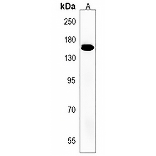 TNIK Rabbit Polyclonal Antibody