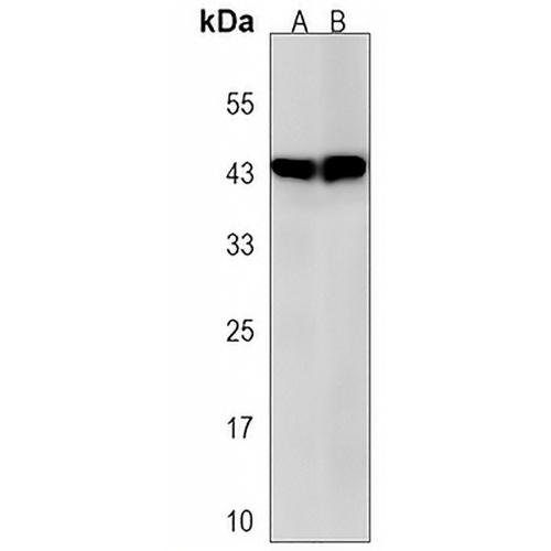 GNA12 Rabbit Polyclonal Antibody