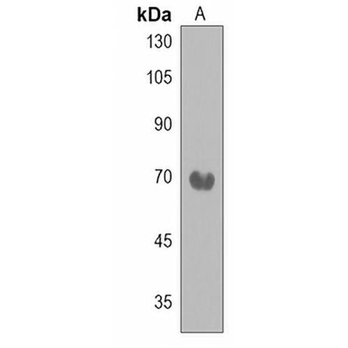 NEK11 Rabbit Polyclonal Antibody