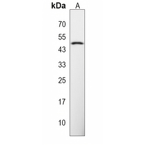 NME7 Rabbit Polyclonal Antibody