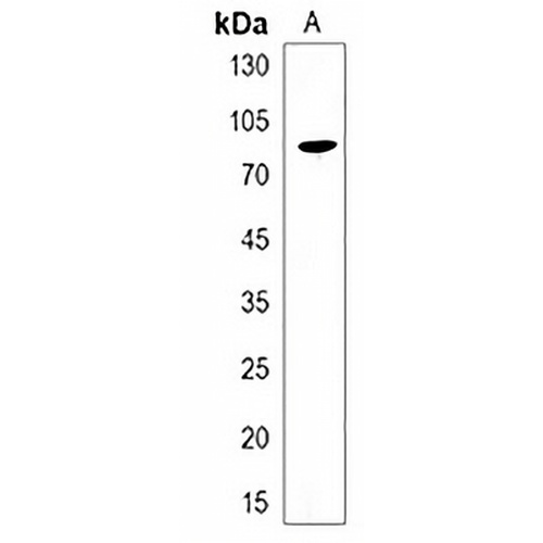 WEE1 Rabbit Polyclonal Antibody
