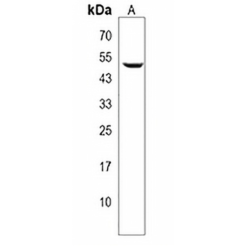 PLEKHO1 Rabbit Polyclonal Antibody