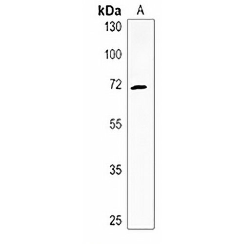 ZNF823 Rabbit Polyclonal Antibody
