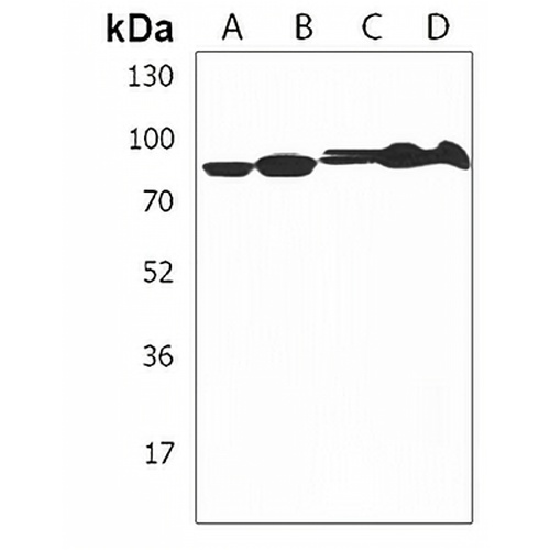 SCAP Rabbit Polyclonal Antibody