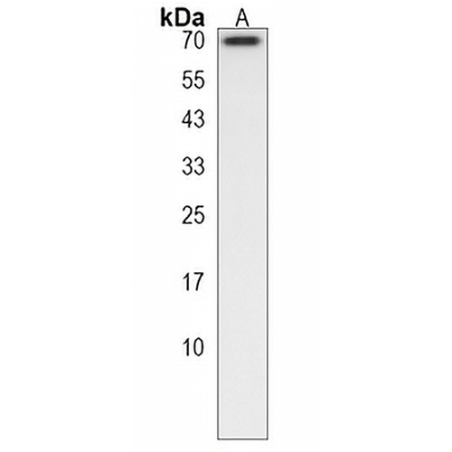 LMOD1 Rabbit Polyclonal Antibody