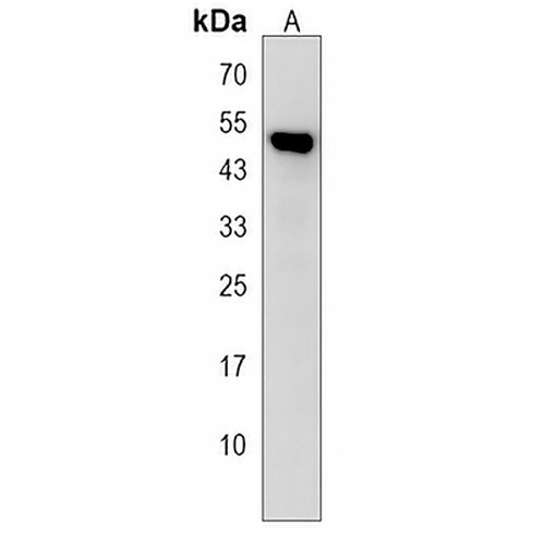 NCF1C Rabbit Polyclonal Antibody