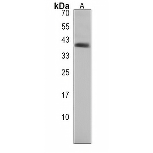IGHA1 Rabbit Polyclonal Antibody