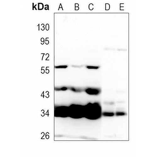 EMX1 Rabbit Polyclonal Antibody