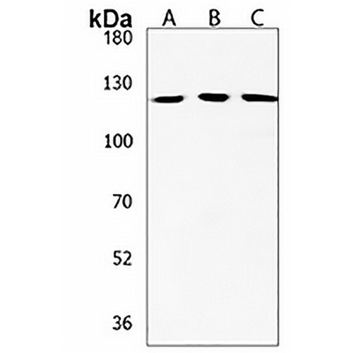 NPAP1 Rabbit Polyclonal Antibody