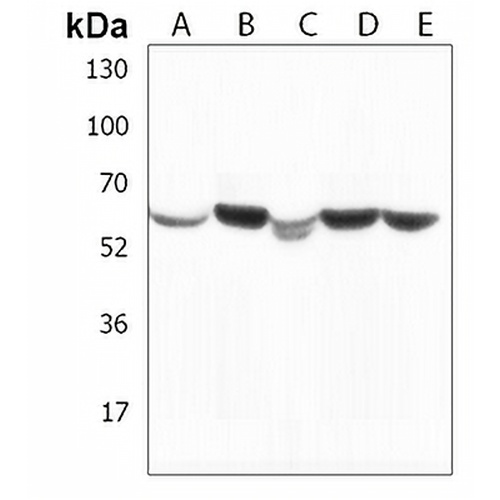 PPM1H Rabbit Polyclonal Antibody