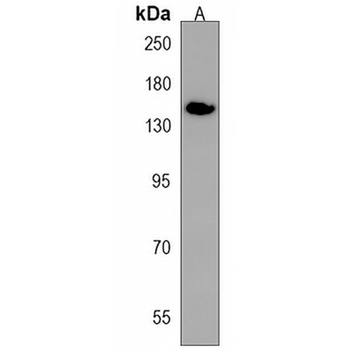 NUP153 Rabbit Polyclonal Antibody