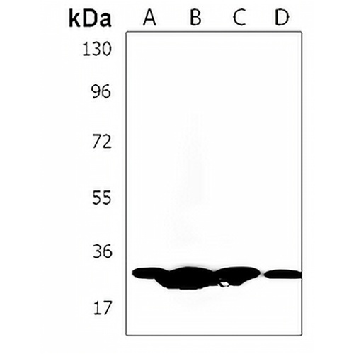 HIST1H1C Rabbit Polyclonal Antibody