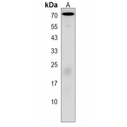 FBXO3 Rabbit Polyclonal Antibody