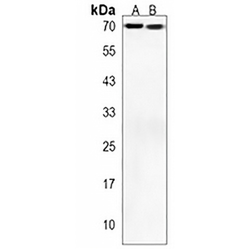BEST2 Rabbit Polyclonal Antibody