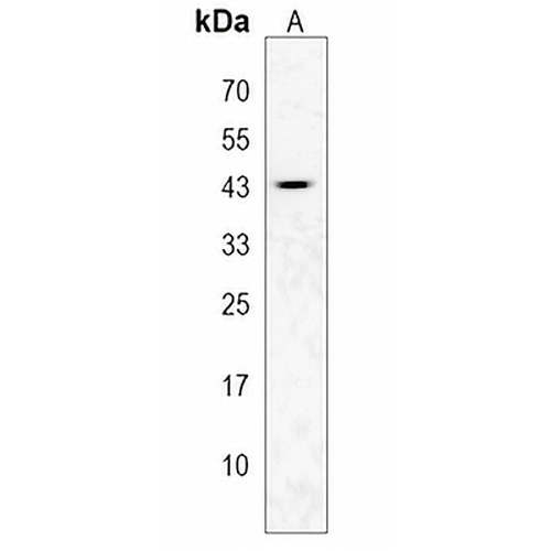 KCTD12 Rabbit Polyclonal Antibody