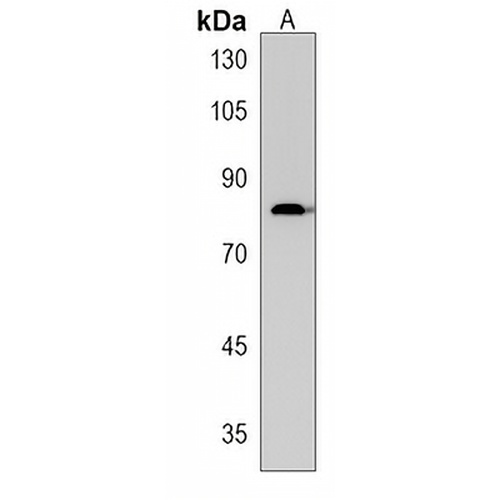 TSPEAR Rabbit Polyclonal Antibody