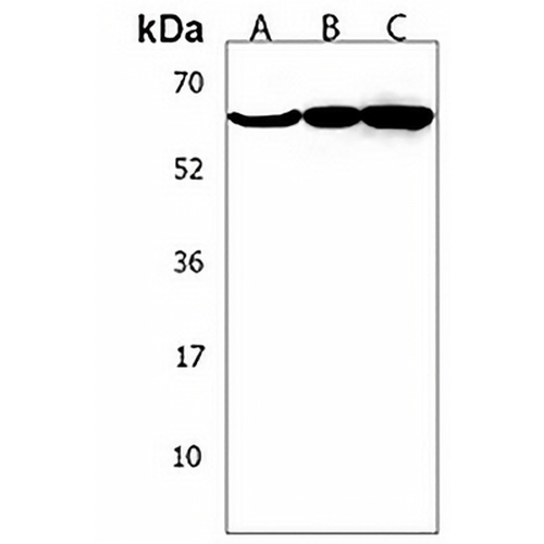 TCHP Rabbit Polyclonal Antibody