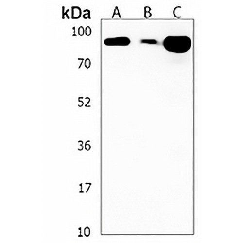SGIP1 Rabbit Polyclonal Antibody