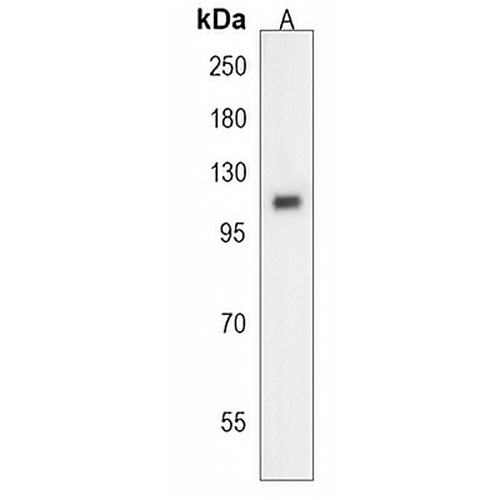 MICAL2 Rabbit Polyclonal Antibody