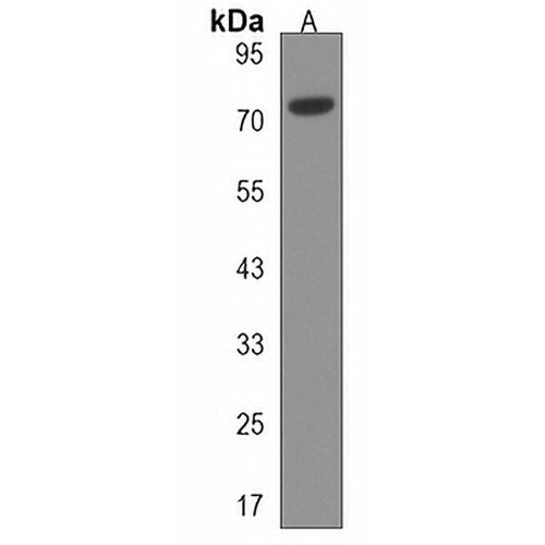 UFL1 Rabbit Polyclonal Antibody
