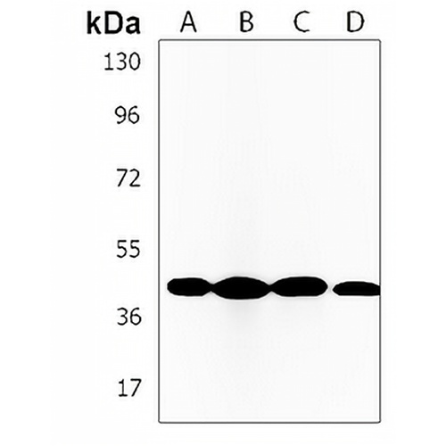 NDUFS2 Rabbit Polyclonal Antibody