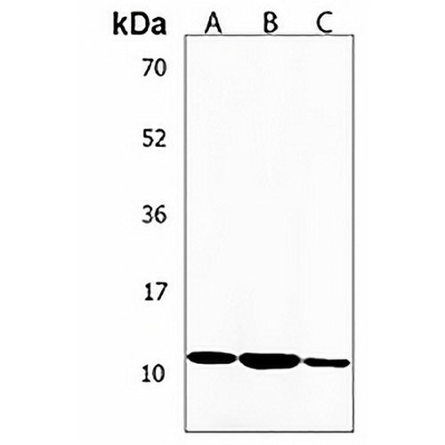 Phospholamban Rabbit Polyclonal Antibody
