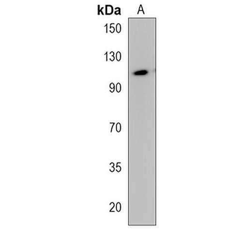 PHACTR4 Rabbit Polyclonal Antibody