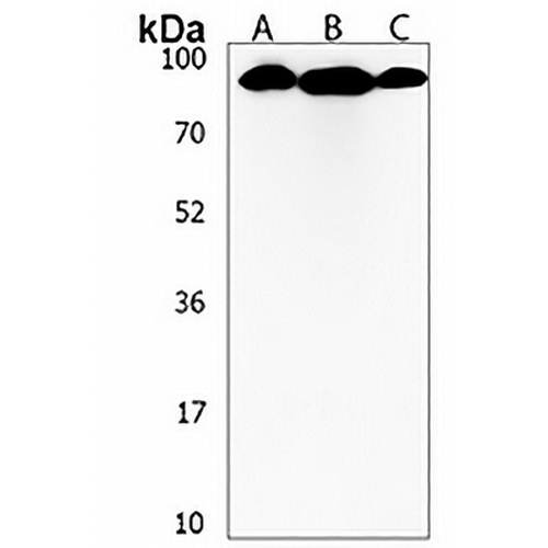 NOL9 Rabbit Polyclonal Antibody
