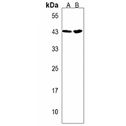 PRPF38A Rabbit Polyclonal Antibody