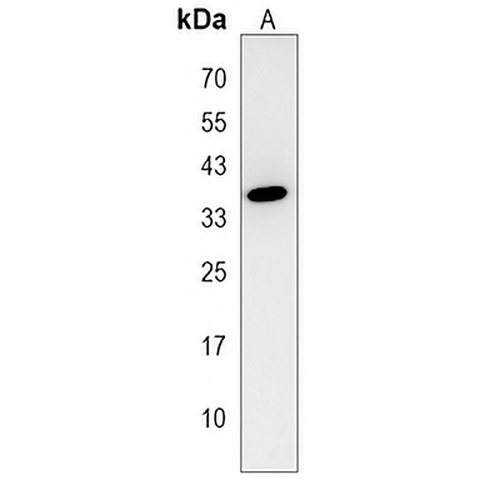 C3orf58 Rabbit Polyclonal Antibody