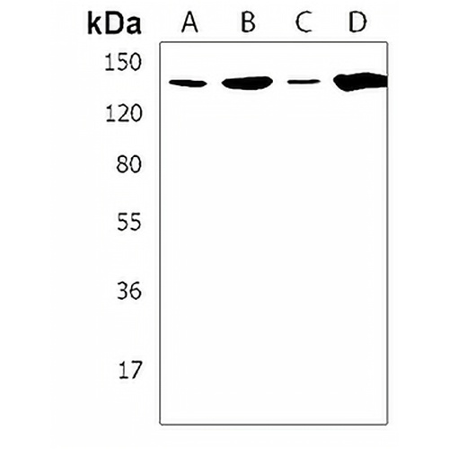 TAF2 Rabbit Polyclonal Antibody