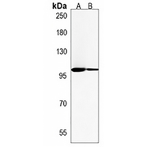URGCP Rabbit Polyclonal Antibody