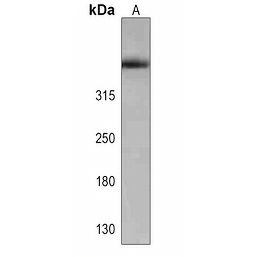 Nesprin 2 Rabbit Polyclonal Antibody