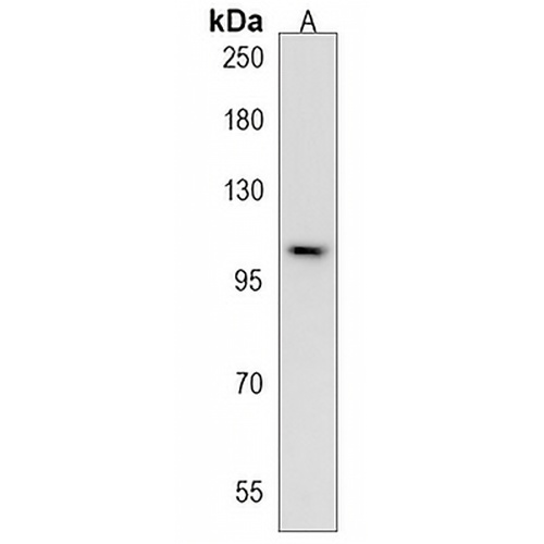 AQPEP Rabbit Polyclonal Antibody