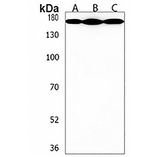 MAML2 Rabbit Polyclonal Antibody