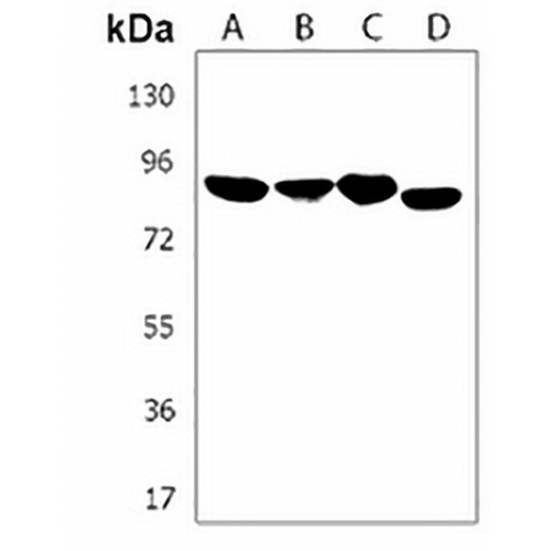 Semaphorin 4G Rabbit Polyclonal Antibody